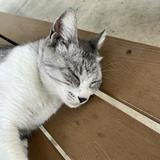 由 d8zooo (刊登 ID 1386142439，圖片 1) 提交，位於 的 (類別：)，說明：。