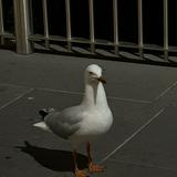 (Category: ) located in . Submitted by syirahsky (Listing ID 1386177207, Image 1). Description: .
