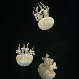 (Category: ) located in . Submitted by tnzzz (Listing ID 1370710602, Image 1). Description: .