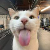 (Category: ) located in . Submitted by cat6668 (Listing ID 1380071579, Image 1). Description: .