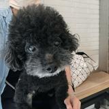 由 julia8666 (刊登 ID 1386302637，圖片 1) 提交，位於 的 (類別：)，說明：。