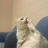 由 tzu_shop (刊登 ID 1384335608，圖片 1) 提交，位於 的 (類別：)，說明：。