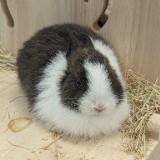 由 rabbit0213 (刊登 ID 1386519601，圖片 1) 提交，位於 的 (類別：)，說明：。