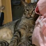 由 toukobaby (刊登 ID 1385011027，圖片 1) 提交，位於 的 (類別：)，說明：。