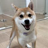 (分類:)位於 。 由 totojunjun 提交(商品編號 1444418761,圖片 1)。簡介: 。