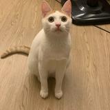 由 joyyeh0614 (刊登 ID 1386353149，圖片 1) 提交，位於 的 (類別：)，說明：。