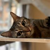 由 xhl_meow (刊登 ID 1467283214,圖片 1) 提交,位於 的 (類別:),說明:。