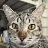 (Category: ) located in . Submitted by clioothecat (Listing ID 1447371364, Image 1). Description: .