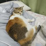 (Category: ) located in . Submitted by carattts (Listing ID 1444528127, Image 1). Description: .