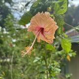 (Category: ) located in . Submitted by flavieinsg (Listing ID 1461839005, Image 1). Description: .
