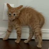 (Category: ) located in . Submitted by porshmn (Listing ID 1452469626, Image 1). Description: .