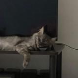 (Category: ) located in . Submitted by marignx0112 (Listing ID 1428119318, Image 1). Description: .