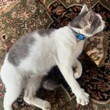 (Category: ) located in . Submitted by niqllz (Listing ID 1429238761, Image 1). Description: .