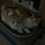 (Category: ) located in . Submitted by jj_nzlrvz (Listing ID 1442309814, Image 1). Description: .