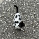 (Category: ) located in . Submitted by jwoo.jpeg (Listing ID 1454338805, Image 1). Description: .