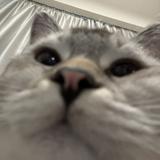 (分類:)位於 。 由 haylieyeung 提交(商品編號 1458038479,圖片 1)。簡介: 。