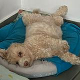 (Category: ) located in . Submitted by jpizzy (Listing ID 1456155065, Image 1). Description: .