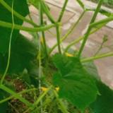 (Category: ) located in . Submitted by trellising101 (Listing ID 1406812591, Image 1). Description: .