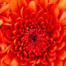(Category: ) located in . Submitted by kavyasumanth (Listing ID 1445706986, Image 1). Description: .