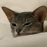 (分類:)位於 。 由 kimi08516 提交(商品編號 1452090219,圖片 1)。簡介: 。