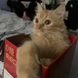 (Category: ) located in . Submitted by bahehe (Listing ID 1449857072, Image 1). Description: .