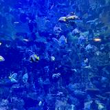 (分類:)位於 。 由 epiccrystal-8f30 提交(商品編號 1456280774,圖片 1)。簡介: 。