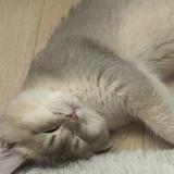 (分類:)位於 。 由 liu03456048048 提交(商品編號 1406441027,圖片 1)。簡介: 。