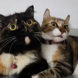 (Category: ) located in . Submitted by minoura (Listing ID 1402853022, Image 1). Description: .