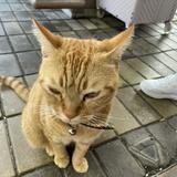(分類:)位於 。 由 ikun666777 提交(商品編號 1460835574,圖片 1)。簡介: 。