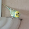 (Category: ) located in . Submitted by oddshark-8701 (Listing ID 1468094561, Image 1). Description: .
