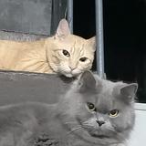 (Category: ) located in . Submitted by emer25 (Listing ID 1440957836, Image 1). Description: .