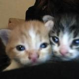 (Category: ) located in . Submitted by matcha108 (Listing ID 1449477650, Image 1). Description: .