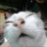 (Category: ) located in . Submitted by 1dkwhy (Listing ID 1447258262, Image 1). Description: .
