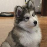 (Category: ) located in . Submitted by yomikoreadman (Listing ID 1444367843, Image 1). Description: .
