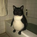 (Category: ) located in . Submitted by aprollomzz (Listing ID 1438981562, Image 1). Description: .