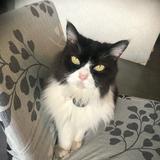 (Category: ) located in . Submitted by memwew_meows (Listing ID 1465821115, Image 1). Description: .