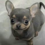 (Category: ) located in . Submitted by used_bags (Listing ID 1418273822, Image 1). Description: .
