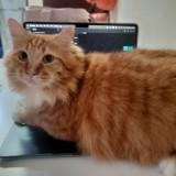 (Category: ) located in . Submitted by snr.aini24 (Listing ID 1449940866, Image 1). Description: .