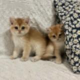 (Category: ) located in . Submitted by user11109864 (Listing ID 1453367418, Image 1). Description: .