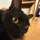 (Category: ) located in . Submitted by therealspiderpunk (Listing ID 1404324018, Image 1). Description: .