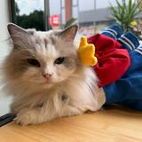 (分類:)位於 。 由 lucccy08755214 提交(商品編號 1410458138,圖片 1)。簡介: 。
