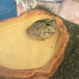 (分類:)位於 。 由 shopnovadrip 提交(商品編號 1454589579,圖片 1)。簡介: 。