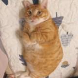 (Category: ) located in . Submitted by stevewuf888 (Listing ID 1385999285, Image 1). Description: .