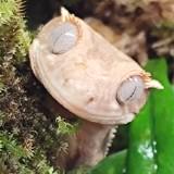 (分類:)位於 。 由 shinonome_exotics 提交(商品編號 1454903527,圖片 1)。簡介: 。