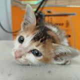 (Category: ) located in . Submitted by ewew_paw_ (Listing ID 1460728151, Image 1). Description: .
