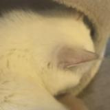 (Category: ) located in . Submitted by dyrianlee (Listing ID 1421995787, Image 1). Description: .