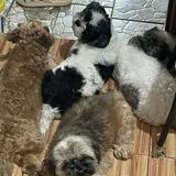 (Category: ) located in . Submitted by miss_roxy31 (Listing ID 1442740530, Image 1). Description: .