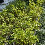(分類:)位於 。 由 treeman67 提交(商品編號 1412836848,圖片 1)。簡介: 。