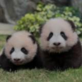 (分類:)位於 。 由 pandahandcraft 提交(商品編號 1454970645,圖片 1)。簡介: 。