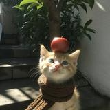 頭像